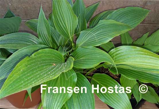 Hosta Gala